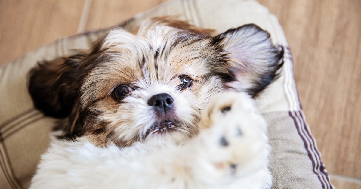 What our pets can teach us about psychological safety